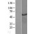 Western Blot: AKT3 Lysate [NBL1-07444] - Western Blot experiments. 
Left-Control; Right -Over-expression Lysate for AKT3